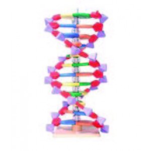 Mini DNA 22 Layer Model
